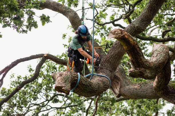 Best Tree Disease Treatment  in West Freehold, NJ