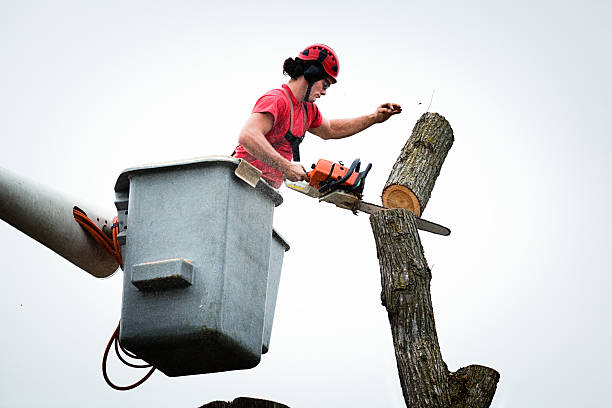 How Our Tree Care Process Works  in  West Freehold, NJ